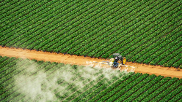 Best Local Pest Control Services  in Boiling Springs, NC