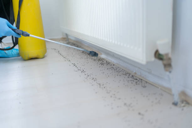 Best Ant Control Services  in Boiling Springs, NC